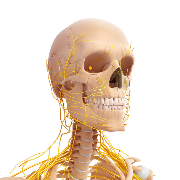 Vorderseite des männlichen Skeletts mit nervösen - Foto, Bild