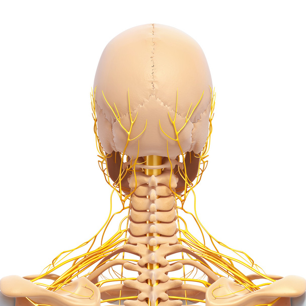 νευρικό σύστημα του πίσω θέα ανθρώπινος σκελετός της κεφαλής με τα μάτια, δόντια - Φωτογραφία, εικόνα