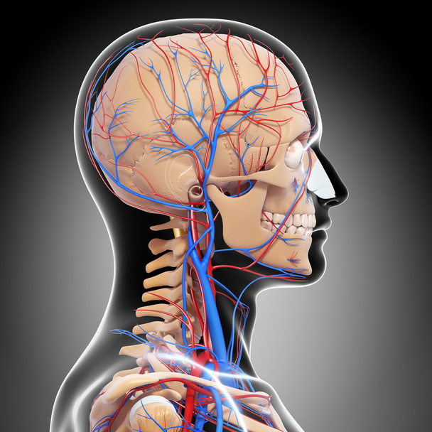 vista laterale del sistema circolatorio della testa con, occhi, gola, denti isolati in grigio
 - Foto, immagini