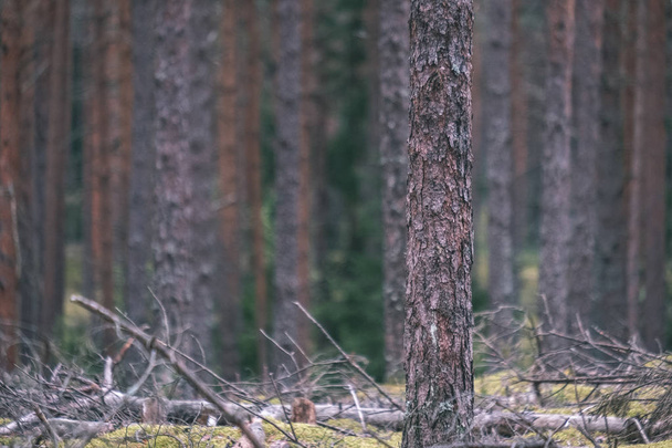 bosque de pinos secos en otoño. textura suave de troncos de árbol y fondo borroso - aspecto de película antigua vintage
 - Foto, Imagen