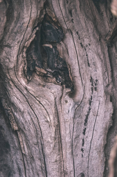 close-up view of dry tree trunk of fallen broken tree with age lines in natural environment  - Φωτογραφία, εικόνα