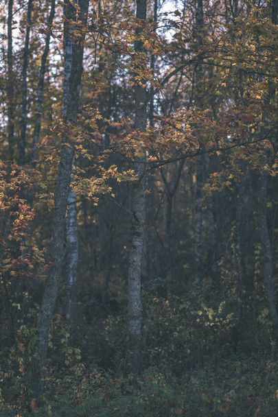 hojas de abedul de color amarillo brillante y ramas en otoño. fondo natural texturizado - aspecto de película antigua vintage
 - Foto, Imagen