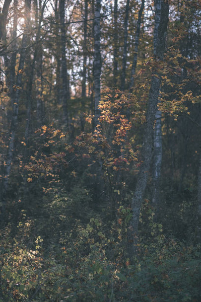 φωτεινό κίτρινο χρώμα σημύδα δέντρο φύλλα και κλαδιά το φθινόπωρο. φυσικό φόντο με υφή - εκλεκτής παλιά ταινία φαίνονται - Φωτογραφία, εικόνα