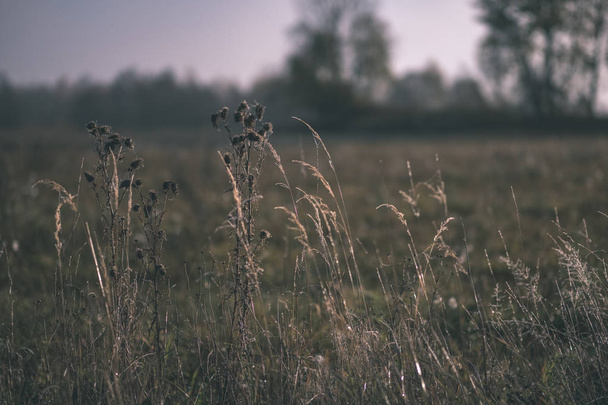 belle herbe courbée dans la brume d'automne à la campagne avec une faible profondeur de champ. arrière-plan brumeux - ancien look de film vintage
 - Photo, image