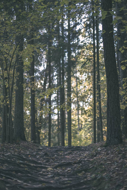 detalles del bosque a finales de otoño en el campo con troncos de árboles, hojas de colores y ramas vacías en el día de otoño soleado. suelo cubierto de hojas amarillas - aspecto de película antigua vintage
 - Foto, imagen