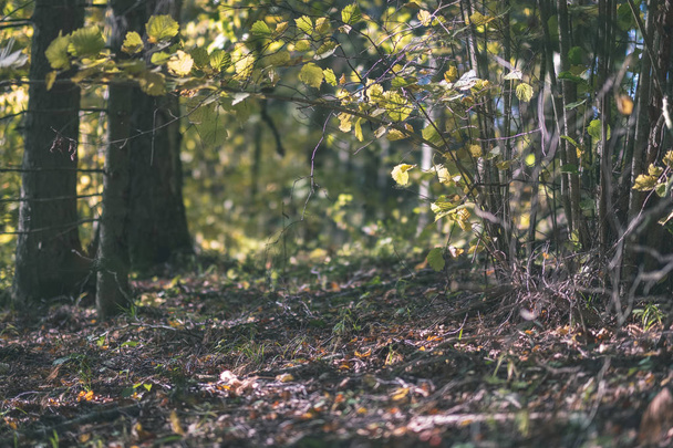 barevný strom listy svěží vzor v lese s větví a slunce v počátku podzimní přírody v krajině - vintage starý filmový vzhled - Fotografie, Obrázek