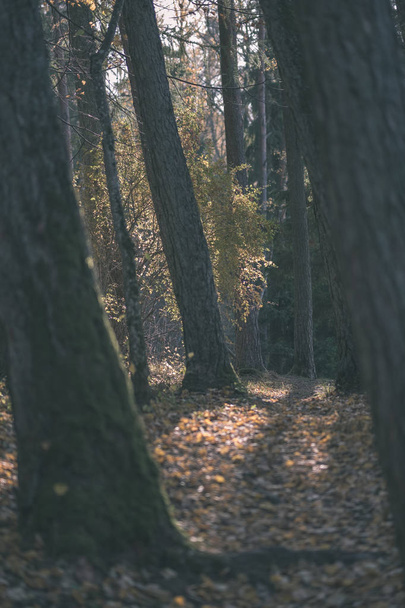 sendero turístico natural en los bosques a finales de otoño con algunas hojas de colores y el cielo brillante - aspecto de película antigua vintage
 - Foto, imagen