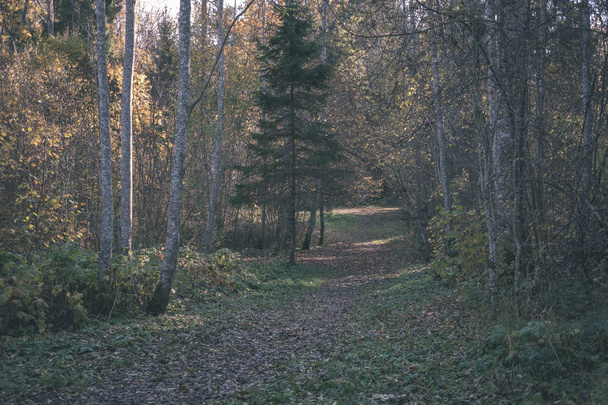 puste drogi jesienią objęte żółte liście w parku między pnie drzew. spadek kolory - starodawny stary wygląd filmu - Zdjęcie, obraz