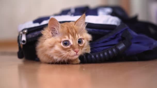 Ginger chaton grimpé dans un sac à dos pour une randonnée avec équipement photographique et joue regarde assis
. - Séquence, vidéo