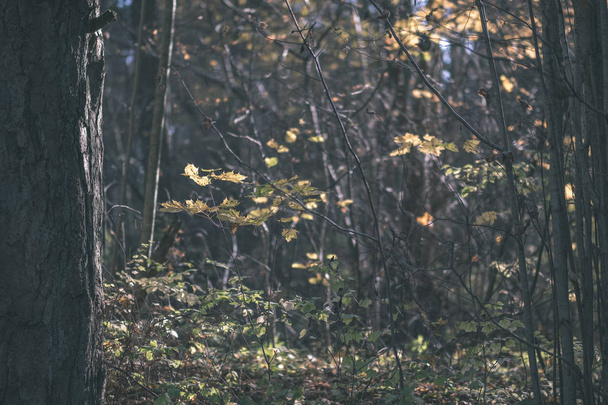 přirozené turistické stezky v lesích v pozdním podzimu s některými barevné listy a jasná obloha - vintage starý filmový vzhled - Fotografie, Obrázek