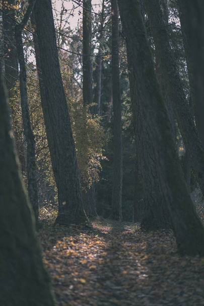 Naturlehrpfad im Wald im Spätherbst mit einigen bunten Blättern und hellem Himmel - alter Film-Look - Foto, Bild