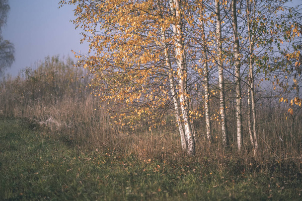 aangenaam de zintuigen of geest esthetisch eenzaam herfst bomen in nevel in herfst gekleurde weide - vintage oude look van de film verbergen - Foto, afbeelding