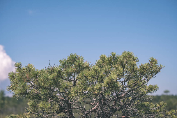 mavi gökyüzü arka plan üzerinde köknar ağacının yakın çekim vurdu - Fotoğraf, Görsel