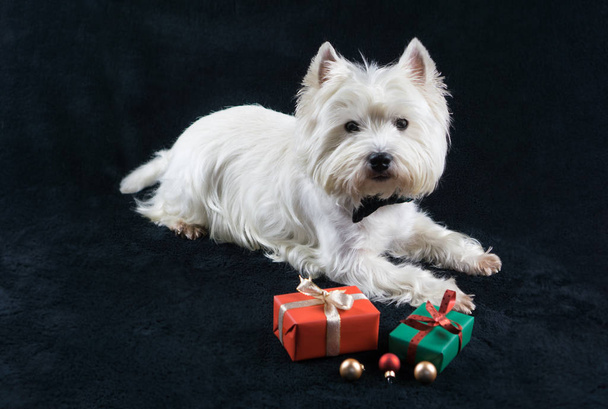 Άσπρο σκυλί, δυτικά Highland λευκού σκύλου, με χριστουγεννιάτικα δώρα - Φωτογραφία, εικόνα