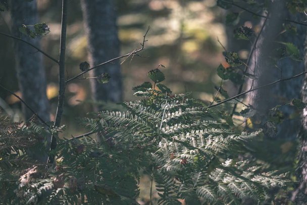 Цветные листья деревьев пышный узор в лесу с ветвями и солнечный свет в начале осени природа в сельской местности - старинная пленка взгляд
 - Фото, изображение