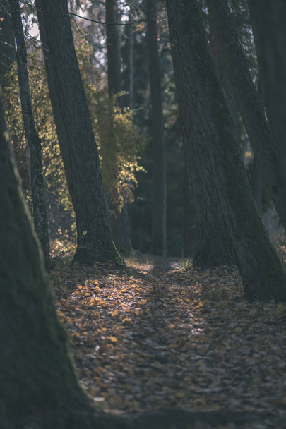 Naturlehrpfad im Wald im Spätherbst mit einigen bunten Blättern und hellem Himmel - alter Film-Look - Foto, Bild
