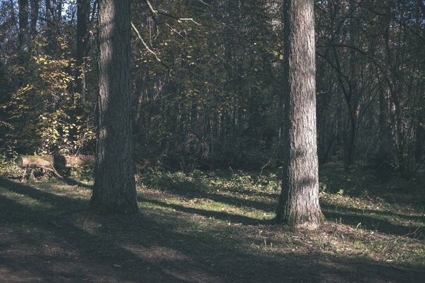 detalles del bosque a finales de otoño en el campo con troncos de árboles, hojas de colores y ramas vacías en el día de otoño soleado. suelo cubierto de hojas amarillas - aspecto de película antigua vintage
 - Foto, Imagen