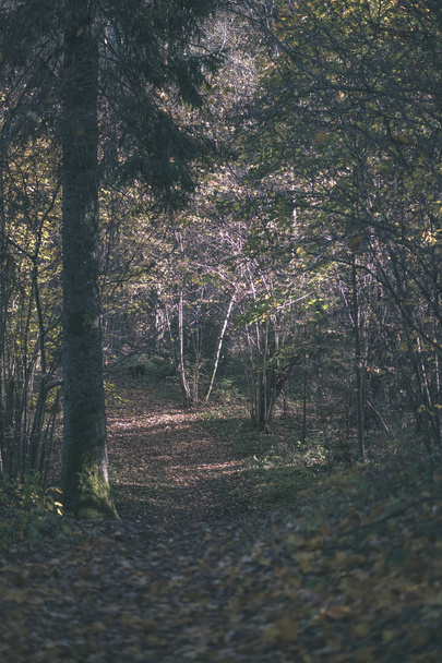 φυσικό τουριστικά μονοπάτι στο δάσος, στα τέλη του φθινοπώρου με μερικά χρωματισμένα φύλλα και φωτεινό ουρανό - vintage εμφάνιση παλιά ταινία - Φωτογραφία, εικόνα