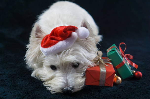 Chien blanc, West Highland White Terrier, avec un drôle de chapeau de Noël et des cadeaux de Noël
 - Photo, image