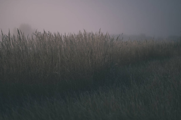 beautiful grass bents in autumn mist at countryside with shallow depth of field. foggy background - vintage old film look - Photo, Image