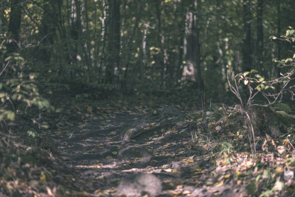 деталі лісу наприкінці осені в сільській місцевості зі стовбурами дерев, кольоровими листям і порожніми гілками в сонячний осінній день. земля, покрита жовтим листям вінтажний старий фільм вигляд
 - Фото, зображення