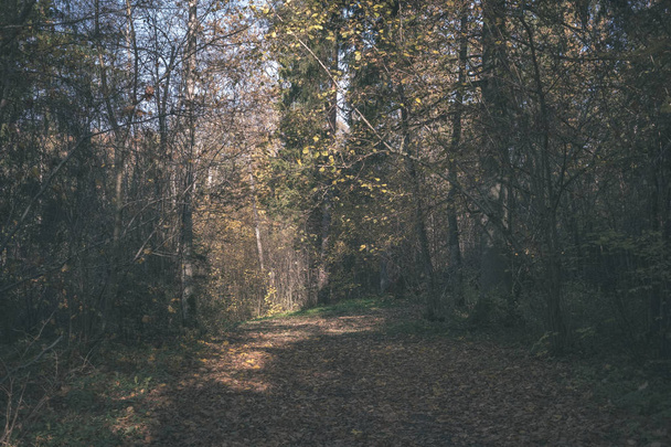 Park sarı yapraklar arasında ağaç gövdeleri içinde sonbahar boş ülkede yol kapalı. sonbahar renkleri - vintage eski film bakmak - Fotoğraf, Görsel