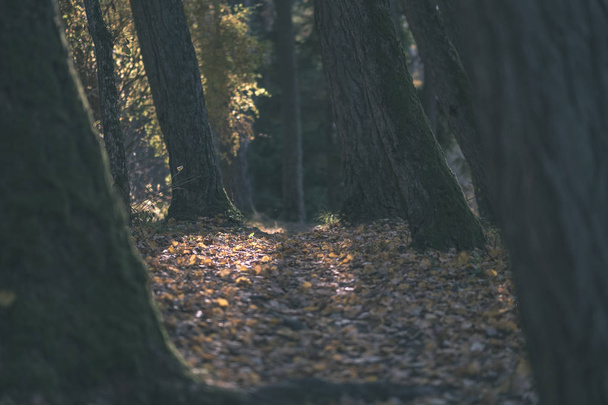 natuurlijke toeristische route in de bossen in de late herfst met sommige gekleurde bladeren en de heldere hemel - vintage oude look van de film - Foto, afbeelding