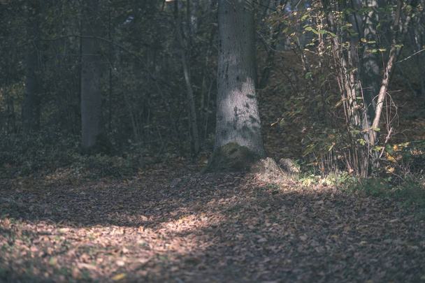 sendero turístico natural en los bosques a finales de otoño con algunas hojas de colores y el cielo brillante - aspecto de película antigua vintage
 - Foto, imagen