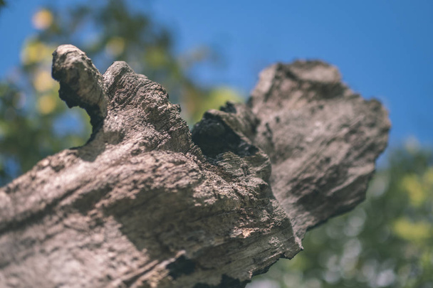 suché dřevo. stomp kmen stromu texturou abstraktní texturu vzorku padlých nefunkční stromu s věkem linkami. dřevěné umění v přirozeném prostředí - vintage starý filmový vzhled - Fotografie, Obrázek