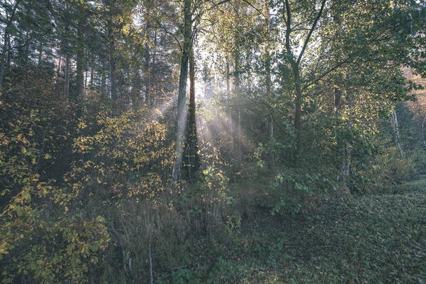 reys słońca przez drzewa jesień liści w Mglisty las łąka - starodawny stary wygląd filmu - Zdjęcie, obraz