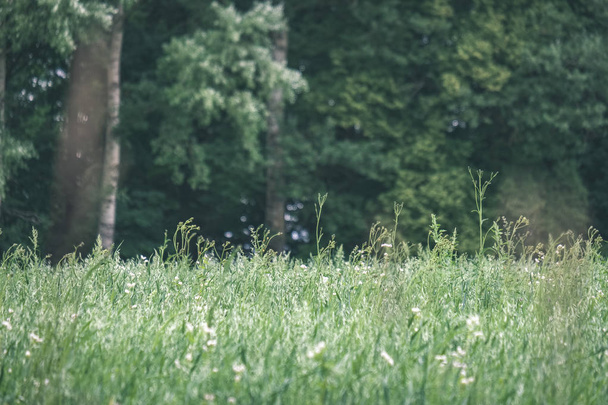 草や花から抽象模様の夏緑の草原。ラトビアの晴れた日 - 写真・画像