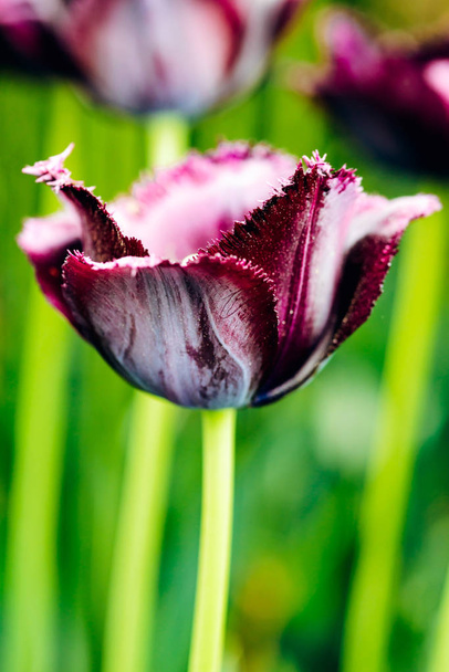 Темно-фиолетовый изношенный тюльпан в природе - мелкая глубина резкости
 - Фото, изображение