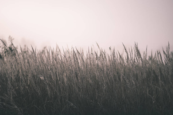 hermosa hierba se inclina en la niebla de otoño en el campo con poca profundidad de campo. fondo brumoso - aspecto de película antigua vintage
 - Foto, Imagen