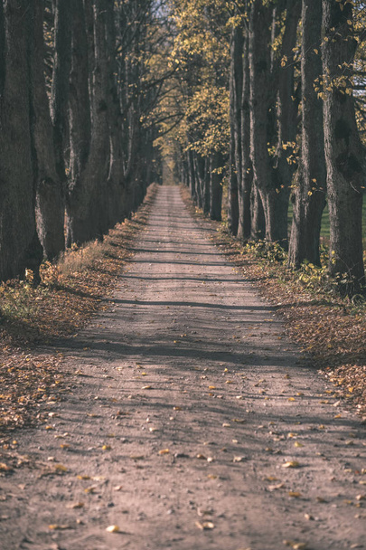 Деревенская гравийная дорога осеннего цвета с аллеей деревьев с обеих сторон и тенями из гравия - старинная пленка
 - Фото, изображение
