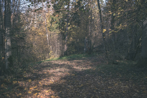 camino de campo vacío en otoño cubierto de hojas amarillas en el parque entre troncos de árboles. colores de otoño - aspecto de película antigua vintage
 - Foto, imagen