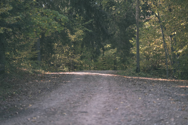 пустая проселочная дорога осенью покрыта желтыми листьями в парке между стволами деревьев. цвет осени - старинная пленка выглядит
 - Фото, изображение