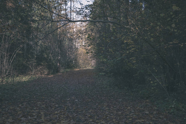 camino de campo vacío en otoño cubierto de hojas amarillas en el parque entre troncos de árboles. colores de otoño - aspecto de película antigua vintage
 - Foto, Imagen