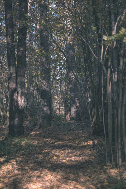 природна туристична стежка в лісі наприкінці осені з деякими кольоровими листям і яскравим небом старовинний фільм вигляд
 - Фото, зображення