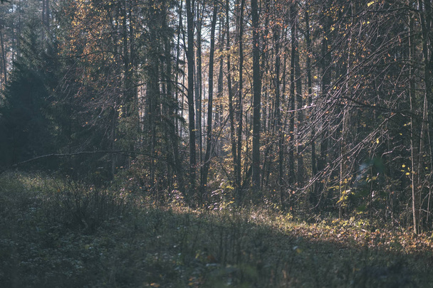 δάσος λεπτομέρειες στα τέλη του φθινοπώρου στο ύπαιθρο με κορμούς δέντρων, χρωματιστά φύλλα και άδειο υποκαταστήματα σε ημέρα ηλιόλουστη πτώση. εδάφους που καλύπτεται σε κίτρινα φύλλα - vintage εμφάνιση παλιά ταινία - Φωτογραφία, εικόνα