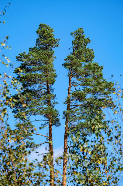 χαμηλή γωνία προβολή από μεγάλα δέντρα κατά της μπλε του ουρανού - Φωτογραφία, εικόνα