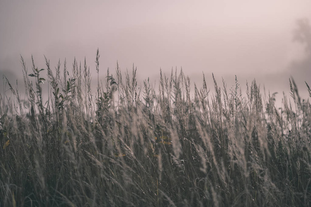 hermosa hierba se inclina en la niebla de otoño en el campo con poca profundidad de campo. fondo brumoso - aspecto de película antigua vintage
 - Foto, Imagen