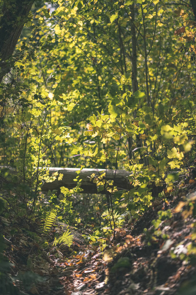 břízou svěží v barevné podzimní les s kmeny stromů a listy v různých barvách - vintage starý filmový vzhled - Fotografie, Obrázek