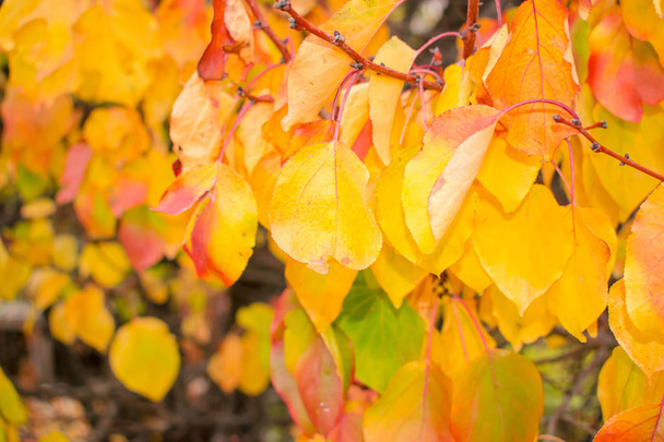 Autumn leaves bright yellow red gold for design background - 写真・画像