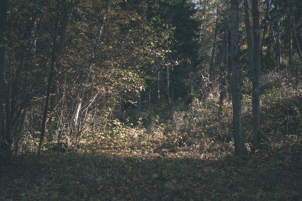 detalles del bosque a finales de otoño en el campo con troncos de árboles, hojas de colores y ramas vacías en el día de otoño soleado. suelo cubierto de hojas amarillas - aspecto de película antigua vintage
 - Foto, Imagen