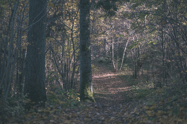 trilha turística natural em madeiras no final do outono com algumas folhas coloridas e céu brilhante - vintage old film look
 - Foto, Imagem