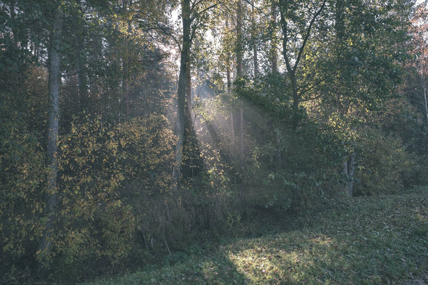 aurinko reys läpi syksyn värillinen puu lehdet usvainen metsä niitty - vintage vanha kalvo näyttää
 - Valokuva, kuva