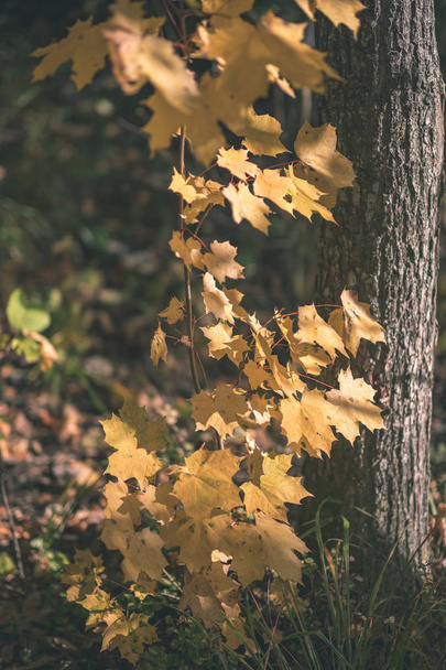 színes fa levelek buja minta-erdő ágak és a napfényt a korai őszi természet, táj - vintage régi film megjelenés - Fotó, kép