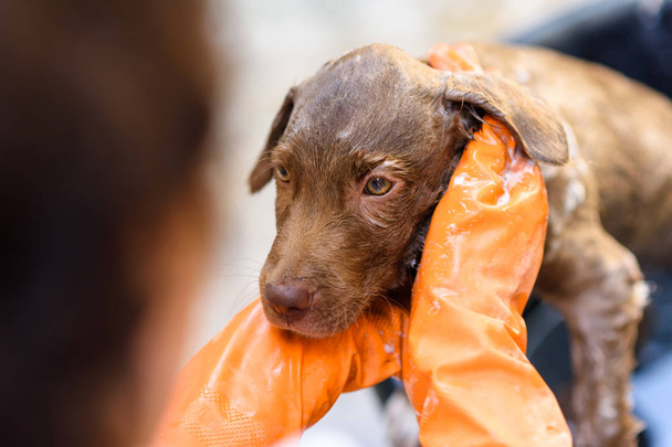 Brown Labrador Retriever Filhote de cachorro tomando um banho de bolha na cabeça em balde preto. Closesup retrato de animal de estimação bonito ter chuveiro em casa
. - Foto, Imagem