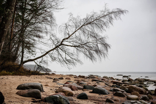 kayalık sahil şeridine Letonya akış su deniz ve geç sonbaharda büyük kayalar - Fotoğraf, Görsel