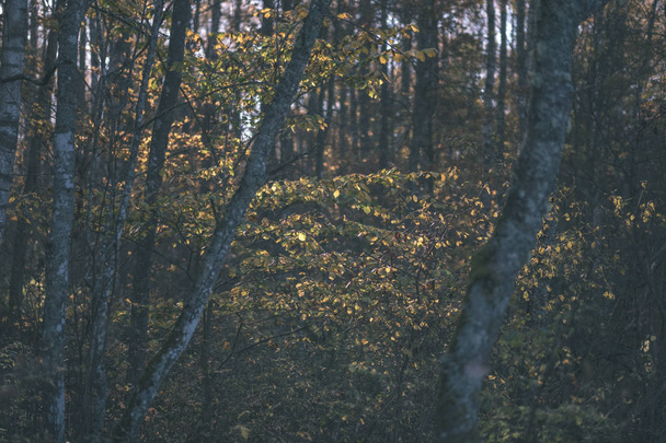 folhas de bétula coloridas amarelas brilhantes e ramos no outono. fundo natural texturizado - olhar de filme antigo vintage
 - Foto, Imagem
